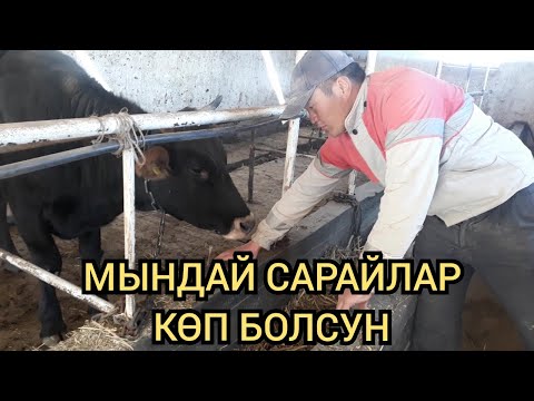 Video: Үй жаныбары тоту кушту тажатуудан сактоонун 7 жолу