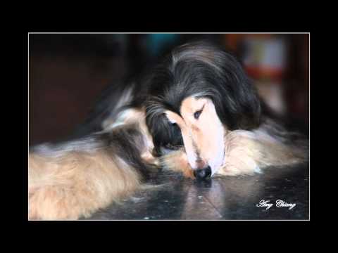 阿富汗獵犬  Domino