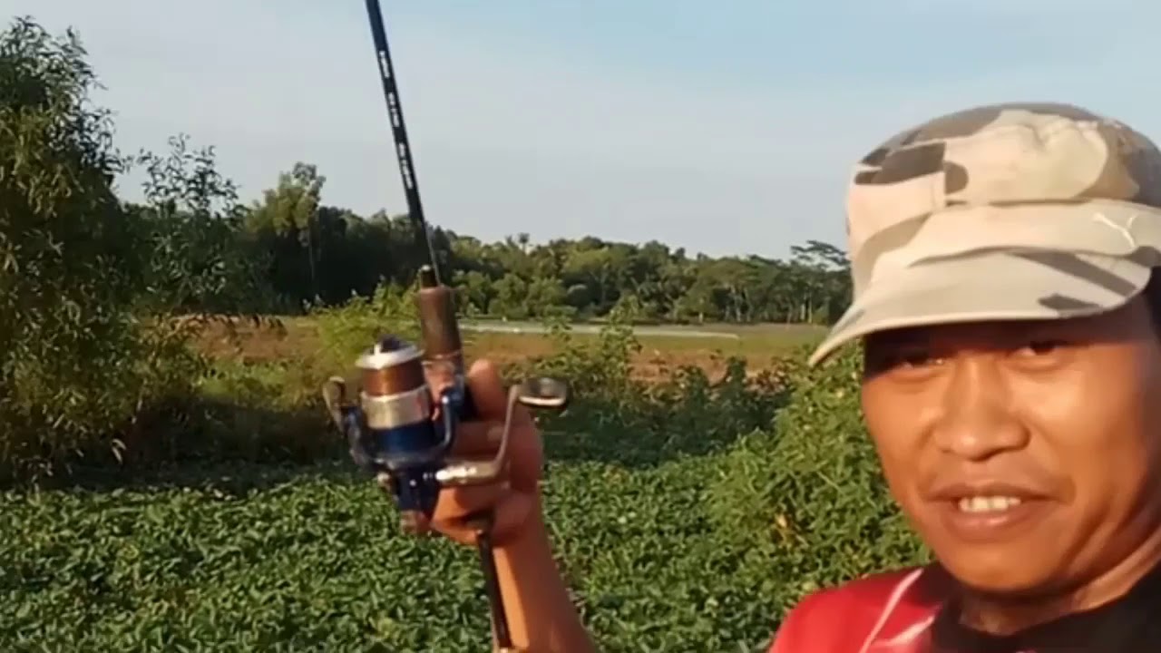 Mancing Di Rawa Dapat Gabuslangsung Di Makanmantap Youtube