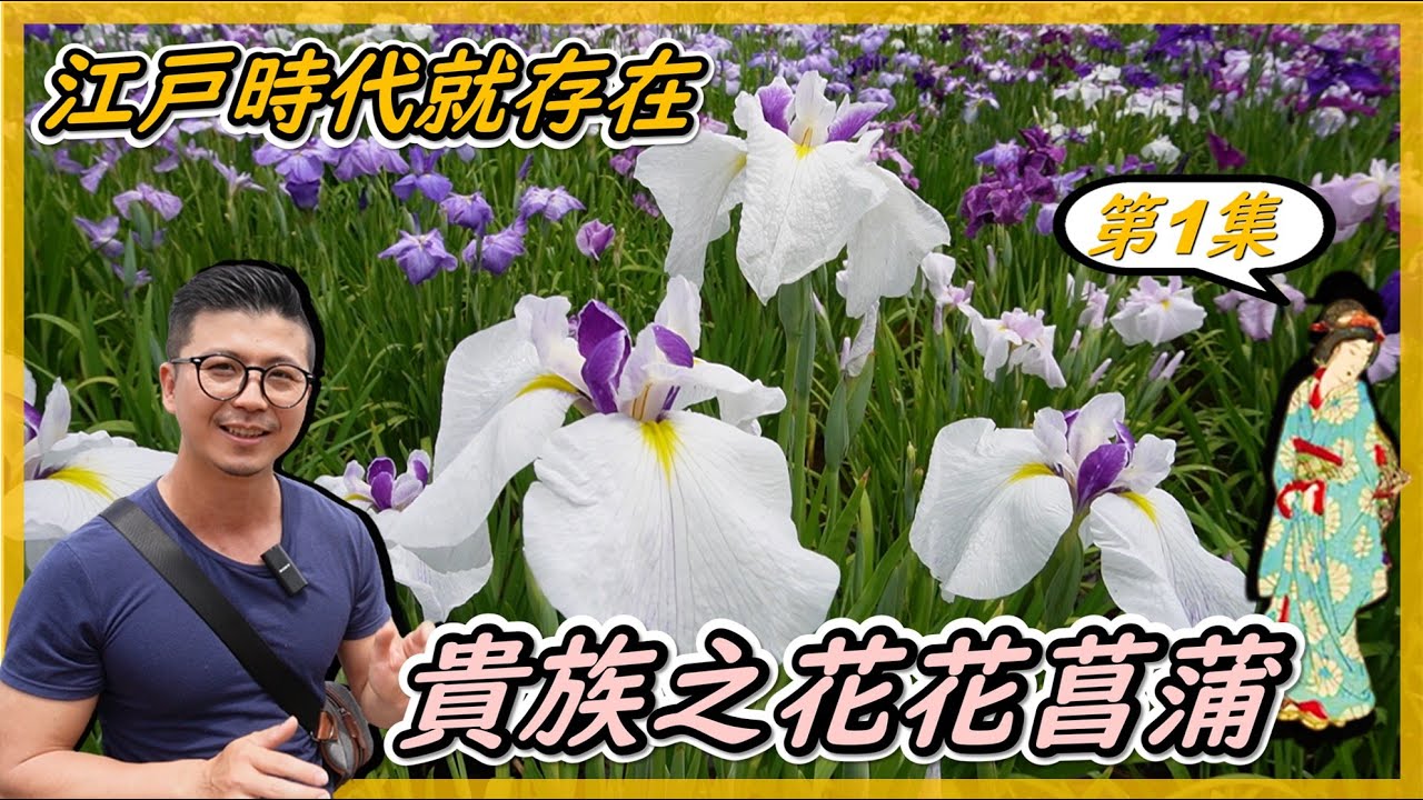鳶尾花中的貴族，品種超過上千個，從江戶時代就存在的葛飾花菖蒲園，究竟如何美麗。我是愛種花的伊恩，這是一個分享種植物的小頻道。