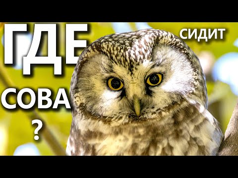 Как найти сову?