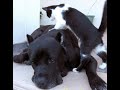 😺 Массаж для пёсика! 🐶 Смешное видео с собаками, кошками и котятами! 🐱