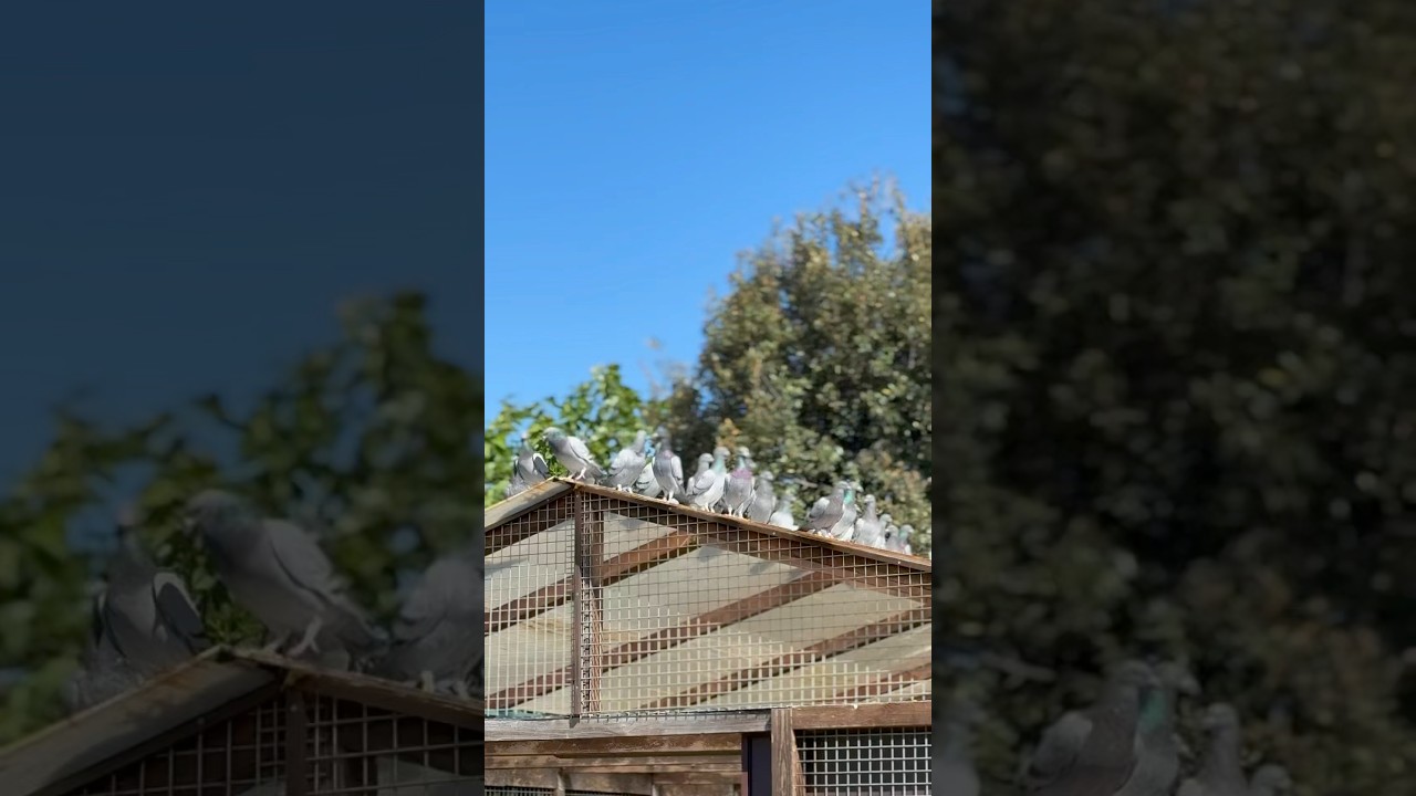 Enrico Galli uses Oregano Oil, Biotics to keep his pigeons strong andhealthy 🐦 