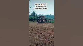 pacuan 🏇 kuda daerah Flores kabupaten Ngada