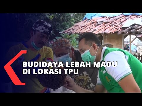 Video: Peternakan lebah dan Lebah Lebah yang Berbeda Dijelaskan