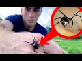 How DEADLY is the Black Widow? (Ft. Life’s Wild Adventures)