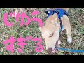 【捨犬保護】お散歩で自由すぎてわけがわからなくなりました