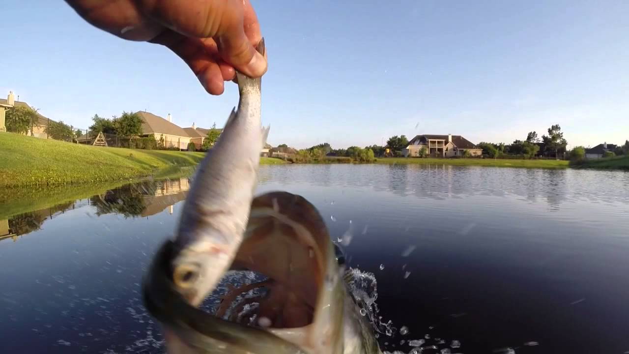 bass fishing at night Bass Love Mullet