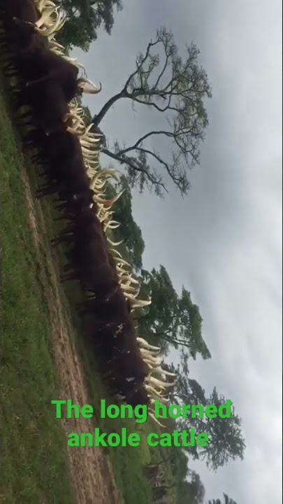 ankole cattle