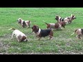 Les Basset Hound du Rallye d´Herbauges