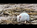 Прощальное видео😢 /the most beautiful and cute hamster in the world/мы запомним тебя😥#хомяк