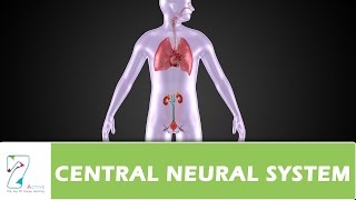 CENTRAL NEURAL SYSTEM PART 01