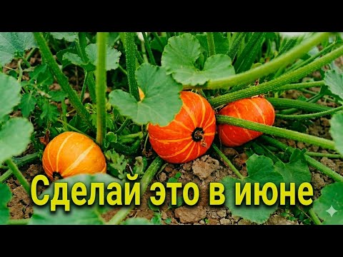 2 подкормки , которые любит тыква !