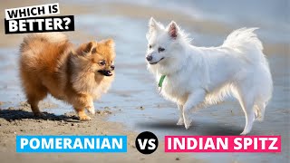 Pomeranian vs Indian Spitz: What's the Difference?