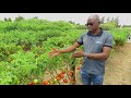 National Field Day -  Tomato