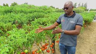 National Field Day   Tomato