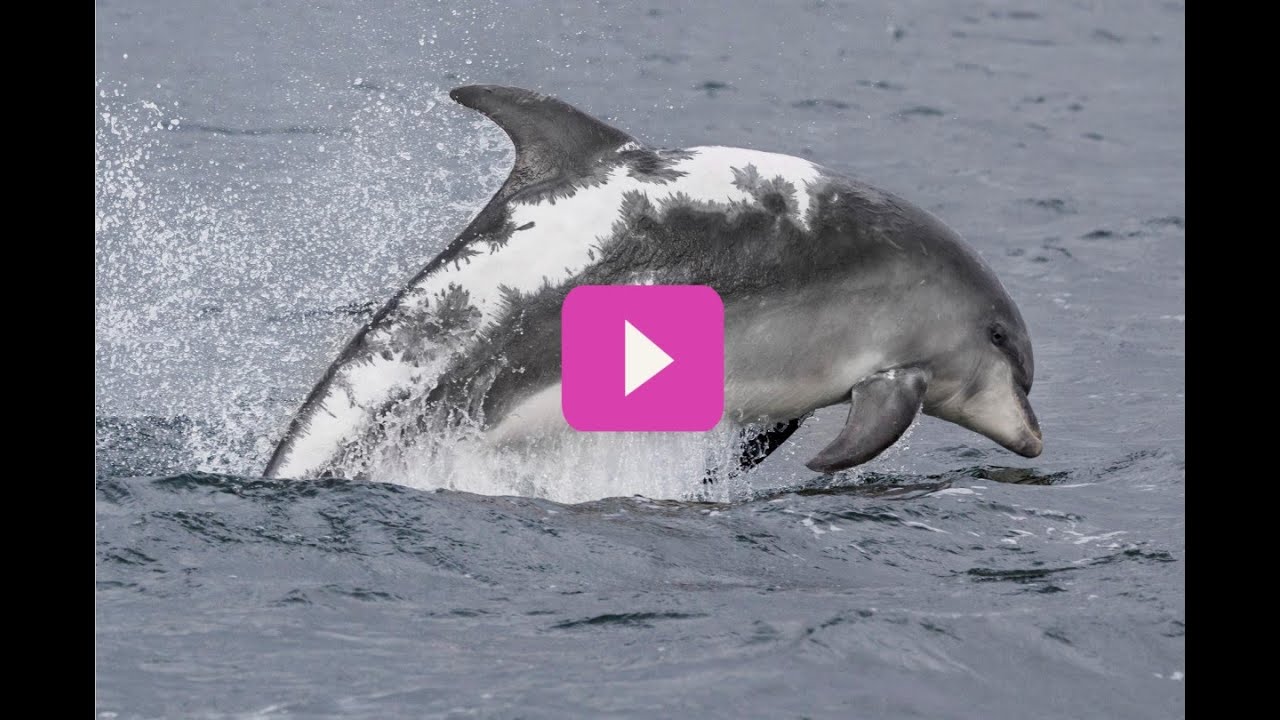 Adopt a dolphin Update October 2022 | Whale and Dolphin Conservation