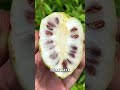 Mengkudu #videoahorts #trending #semuaorang #jangkauanluas #fyp #fy
