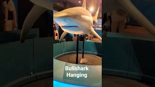 Bullshark hanging #shorts #short #shark #bullshark #views #omg #scary #australia #museum #epic