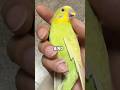 CY 5 Signs Your Parrot Fully Trusts You! 🦜💕#animals #cute #science #shortfeed #parrot