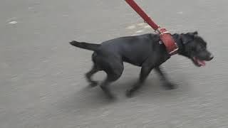 Age 14 Months Walking The Walk - Patterdale Estacado Fell Terriers