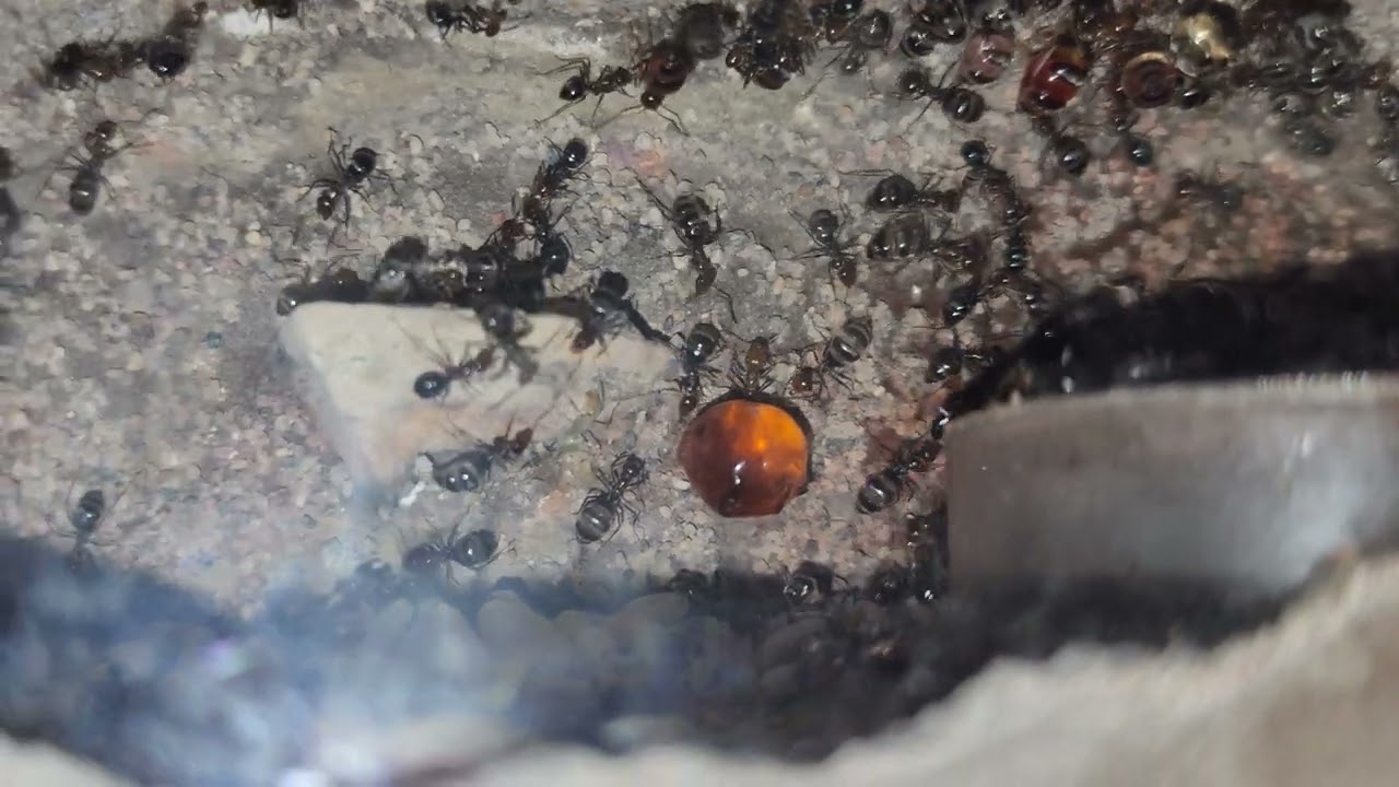 myrmecocystus placodops