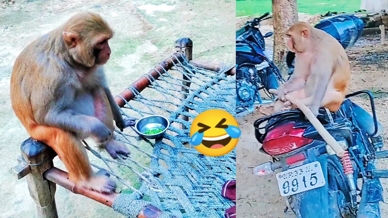 रानी अमेजिंग वीडियो।। रानी फनी विडियो।। Rani Amazing Video. Rani funny video ।।All Activities