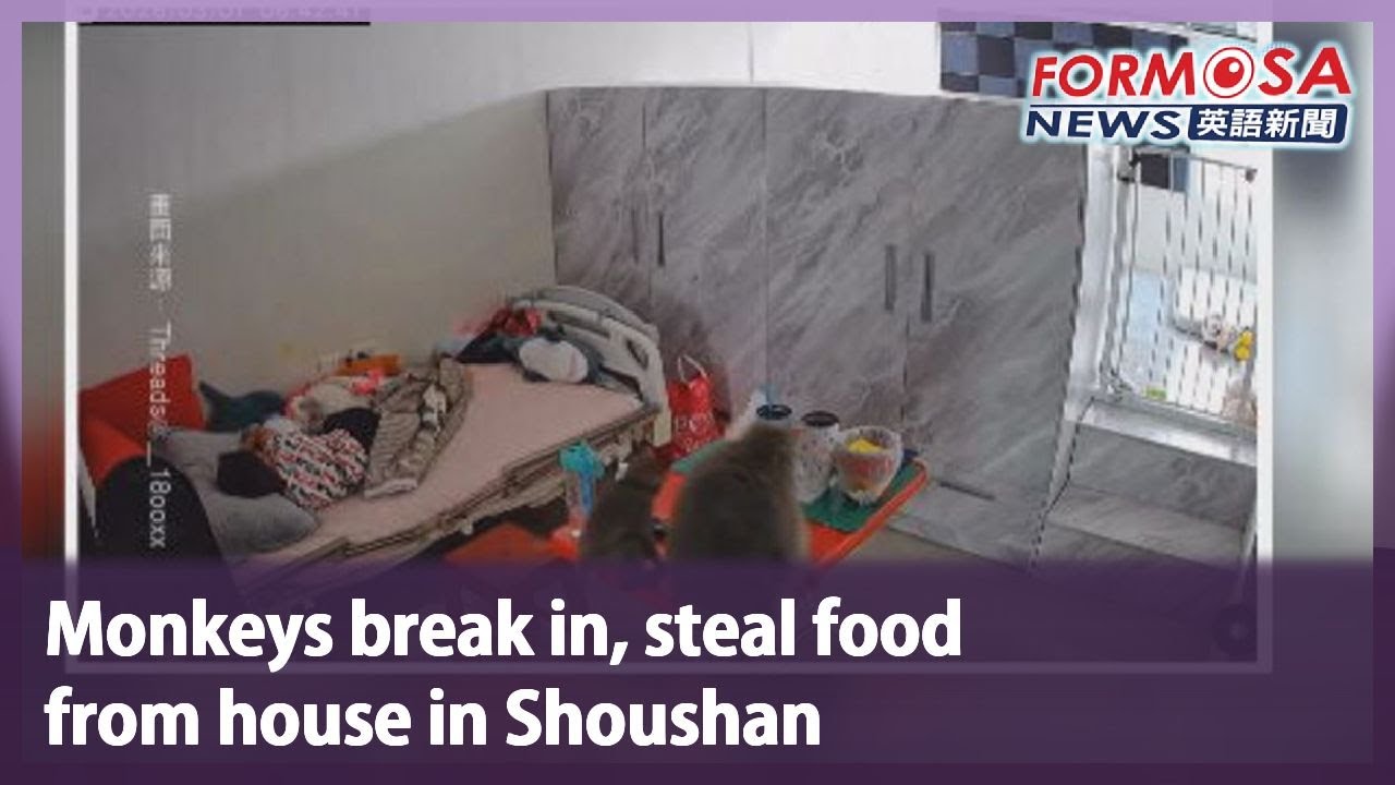 Monkeys break in, steal food from house in Shoushan｜Taiwan News