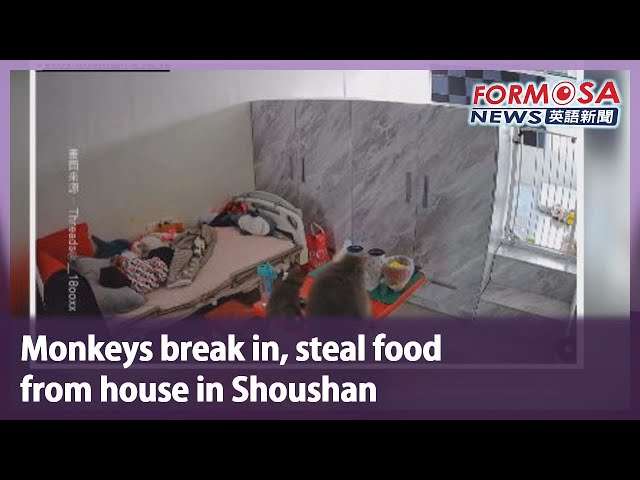 Monkeys break in, steal food from house in Shoushan｜Taiwan News