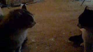 Trash Talking Cats..wmv