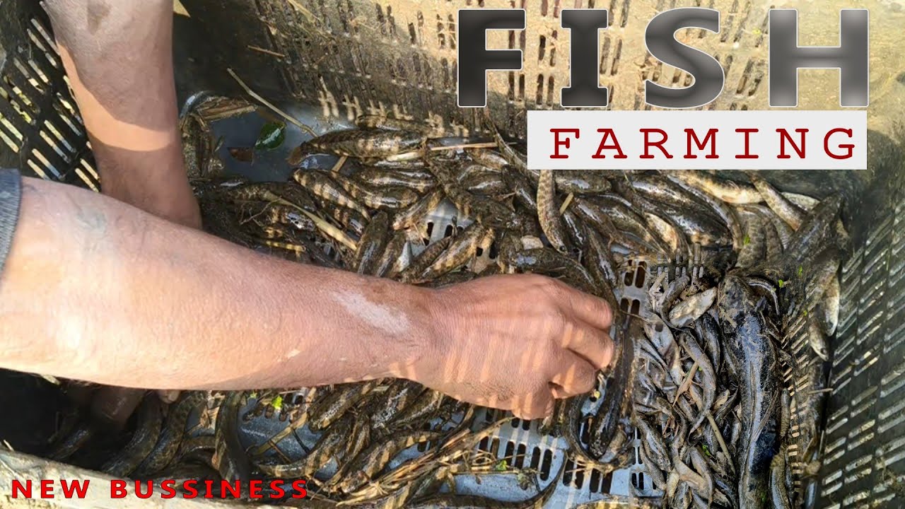 Fish farming || महीनों की मेहनत से लाखों की कमाई 💸💵 