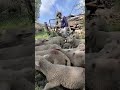 “Pure power, perfect wool, and royal attitude