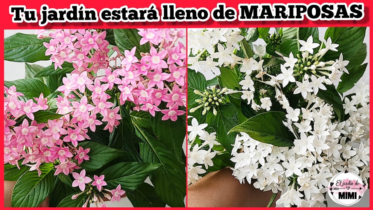 PENTAS | Estrellas egipcias | Cuidados para tener tus plantas florecidas 🌸🌿
