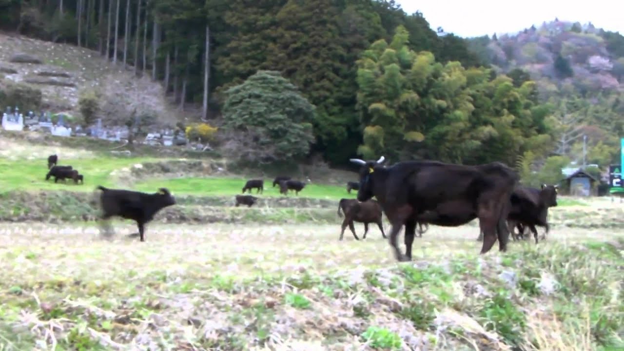 福島第一原発事故 さよなら、牛君 - YouTube