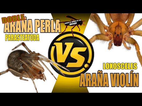 DOBLE ARAÑA PERLA VS ARAÑA VIOLINISTA - DEFENSA DEL OVISACO CON ESTRATEGIA - TRIFULCA DE ARAÑAS