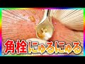 【鼻からにゅるにゅる】超大量の"鼻の角栓"を圧出！いちご鼻スッキリ！【角栓除去/ブラックヘッド/ニキビ】／Blackhead Removal Show