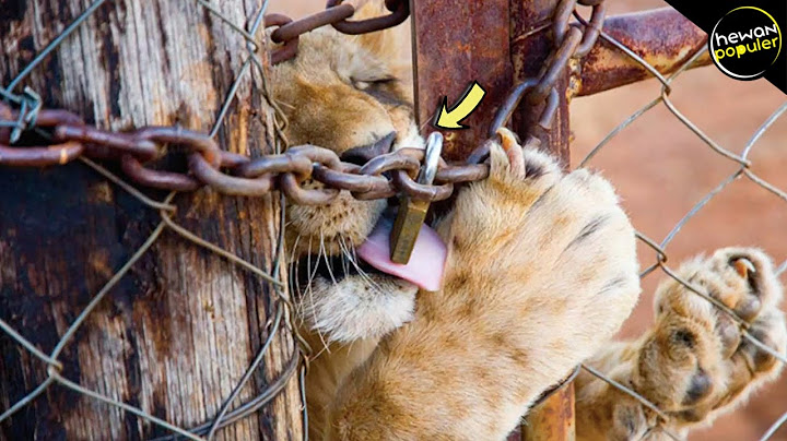 Bagaimana Jadinya Jika Seluruh Harimau Punah? Inilah Hewan Buas yg Ternyata Dikabarkan Hampir Punah