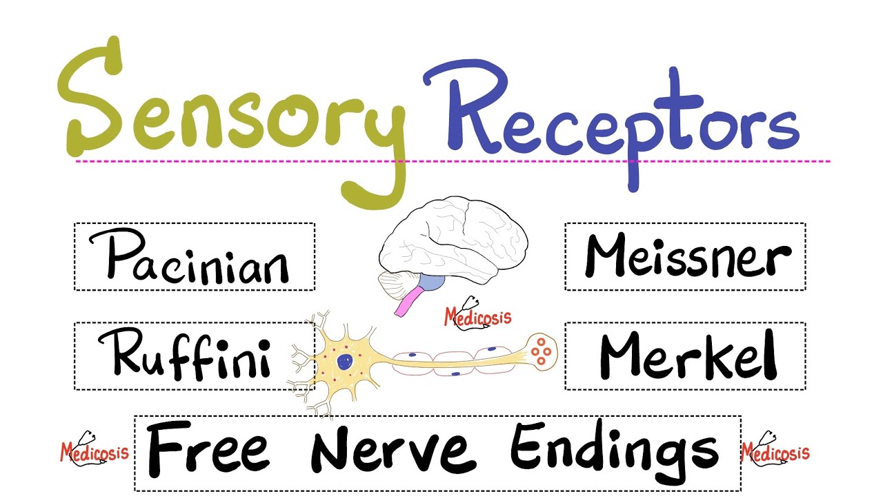 Sensory Receptors Pacinian Ruffini Merkel Disc Meissner Corpuscle Sensory Receptors Pacinian Ruffini Merkel Disc Meissner Corpuscle