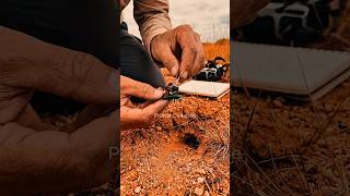 Tiger Beetle POV: Inside a Hidden Underground World 🐞 | Real Animal Perspective