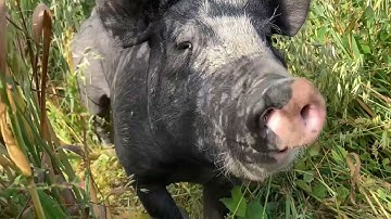 Integrating Hogs In A Cover-Vegetable rotation: Moving The Hogs