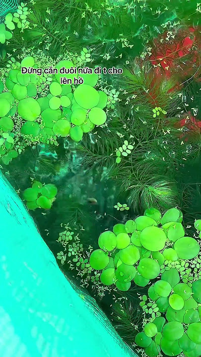 https://vt.tiktok.com/ZSBBVaKbU/ #cabaymau #guppy #aquarium #chana #meloccanh #caloc #caloccanh
