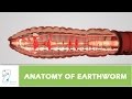 Anatomy Of Earthworm