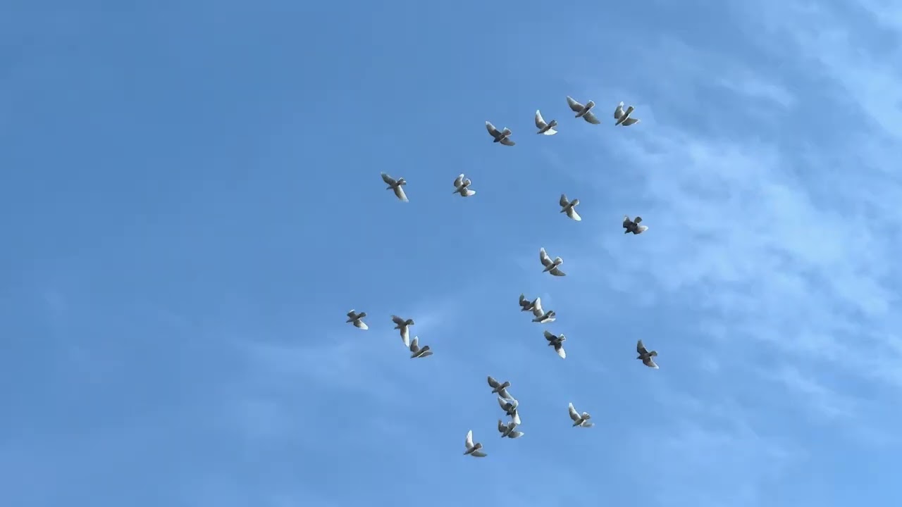 Cumulets and Flying Rollers