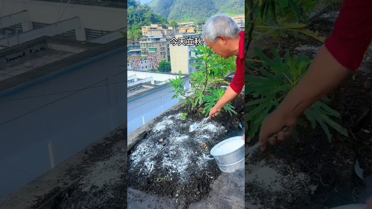 Quicklime for pest control and disinfection 