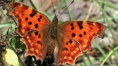 The Comma (Polygonia c-album L., 1858)