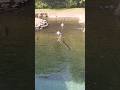 crocodile 🐊#crocodile #viralvideo #shortsvideo