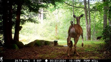 Bear attacks Deer