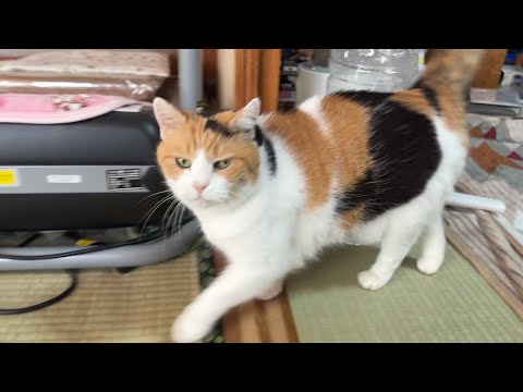 のりたま ちゃんねる - YouTube