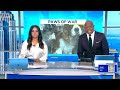 WPIX 11 Highlights Paws of War's Recent Rescue Mission to Save 40 Dogs from Ohio Puppy Mills