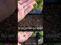 How To Sow Foxgove / Digitalis Seeds - Quick Fire Tutorial #foxglove #gardeningtips #fyp